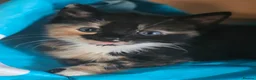 Mixed Breed cats for sale: 🐾 Gorgeous Kittens Available for Reservation 🐾 - Advert 11