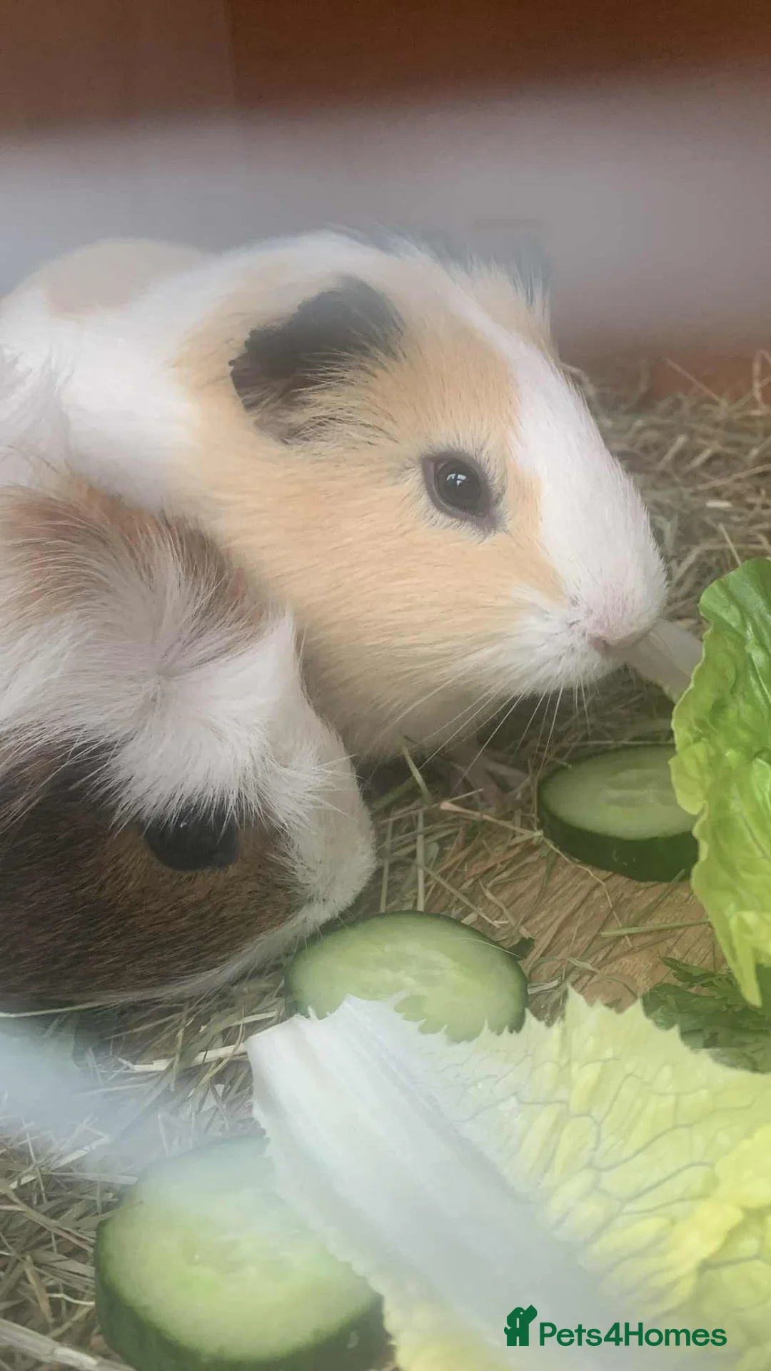 Guinea Pig rodents for sale: 2 Bonded Male Guinea pigs  in Mold - Advert 1