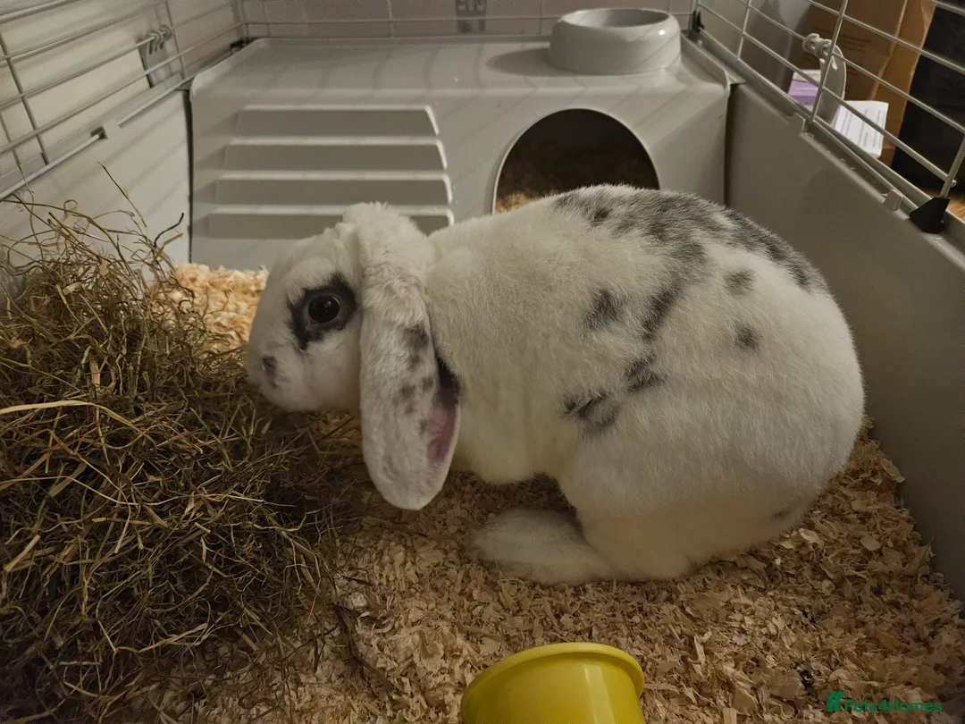 Mixed Breed rabbits for sale: Failed bonding - Beautiful boy needing good home in Buckingham - Advert 1