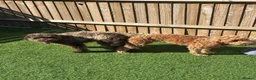 Miniature Poodle dogs for stud: 🐩 OZZIE–CHOCOLATE MERLE MINIATURE POODLE STUD 🐩 - Advert 14