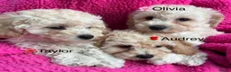Poochon dogs for sale: 🌺3 POOCHON GIRLS in CHESHIRE🌺-Ready Fri  - Advert 1