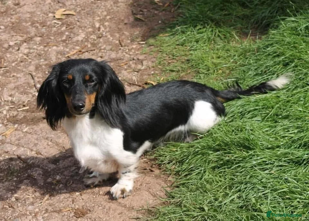 Miniature Dachshund dogs for sale: Two adult female Dachshunds  - Advert 2