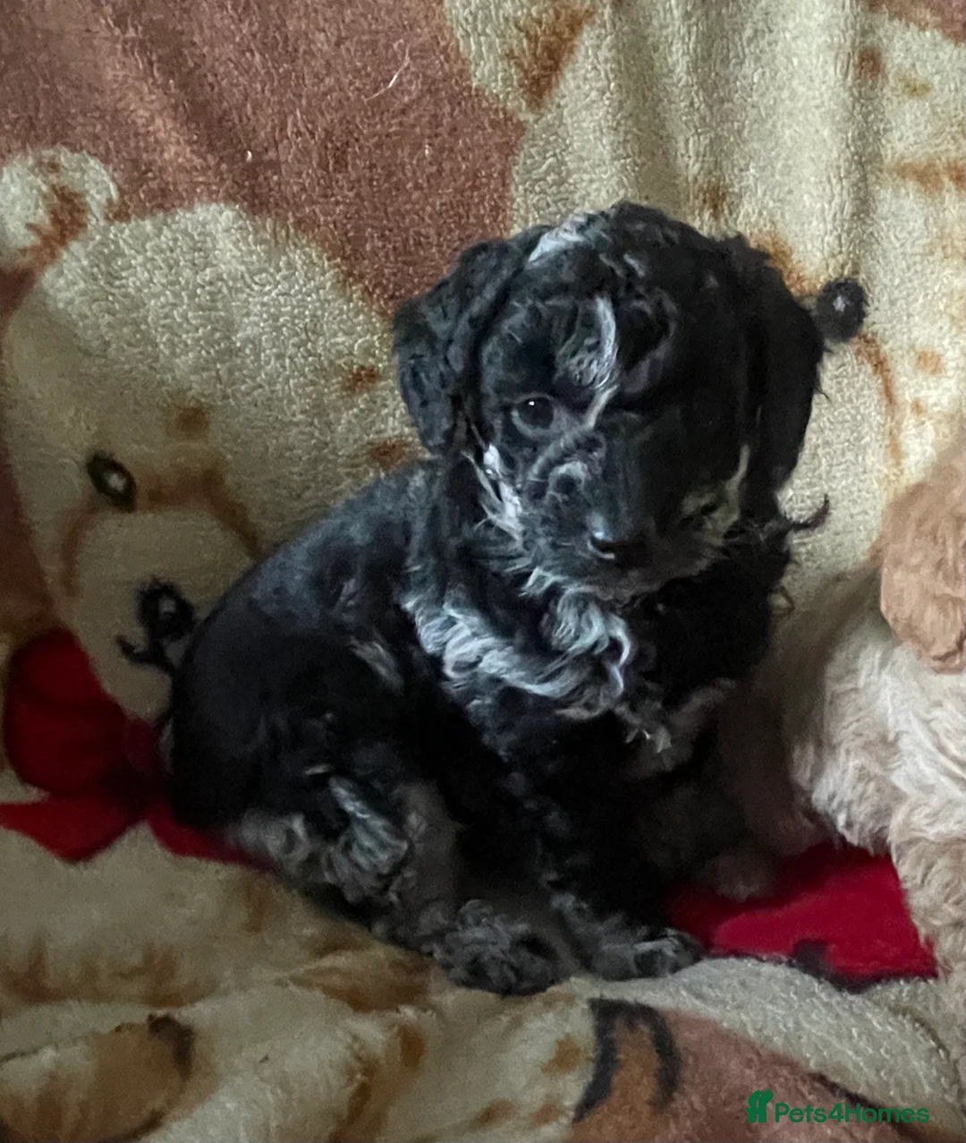 Jackapoo dogs for sale: Stunning jackapoo puppies  - Advert 2