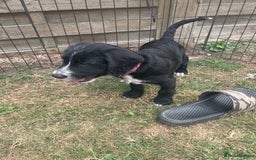 Mixed Breed dogs for sale: Last girl Ready to go Rare Dalmadoodle puppies 🏡 - Image 7