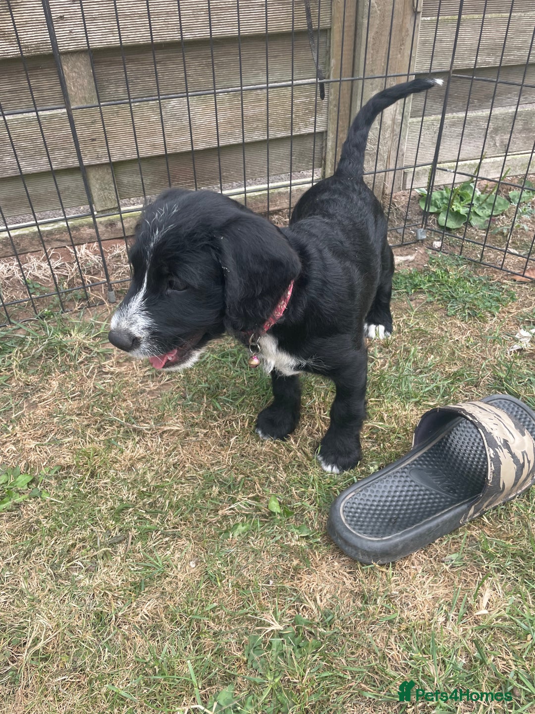 Mixed Breed dogs for sale: Last girl Ready to go Rare Dalmadoodle puppies 🏡 - Image 7
