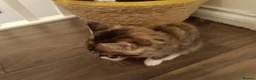 Mixed Breed cats for sale: 2 female kittens for sale - Advert 18