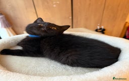 British Shorthair cats for sale: 🐱Last fluffy  British Shorthair Boy🐱 - Advert 9