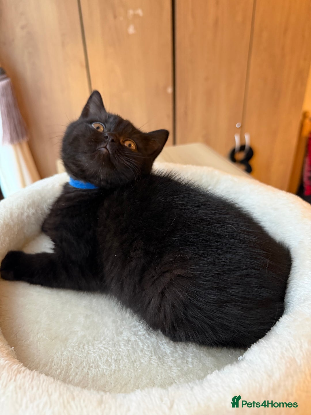 British Shorthair cats for sale: 🐱Last fluffy  British Shorthair Boy🐱 - Advert 9