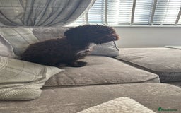 Cockapoo dogs for sale: Chocolate cockerpoo girl - Image 2
