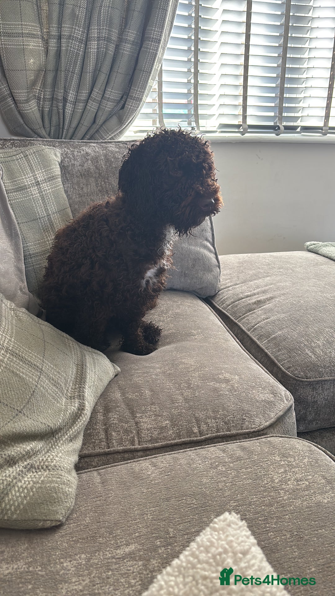 Cockapoo dogs for sale: Chocolate cockerpoo girl - Image 2