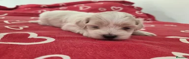 Maltipoo 4