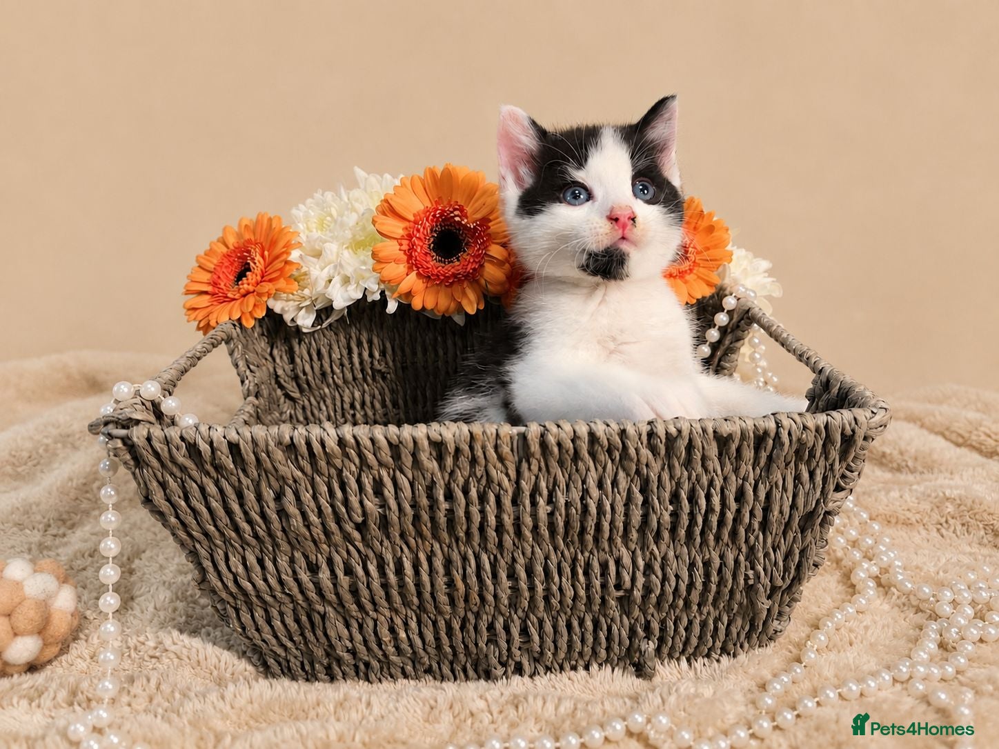 Mixed Breed cats Mochi & Maureen – Looking for Their Forever Homes  - Advert 4