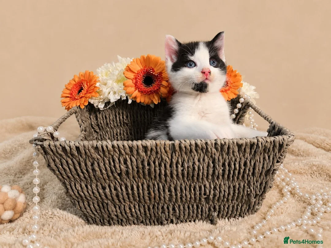 Mixed Breed cats for sale: Mochi & Maureen – Looking for Their Forever Homes  - Advert 1