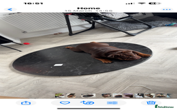 English Bulldog dogs for sale: Meet Bruce – Our Energetic 1-Year-Old Pup - Image 3