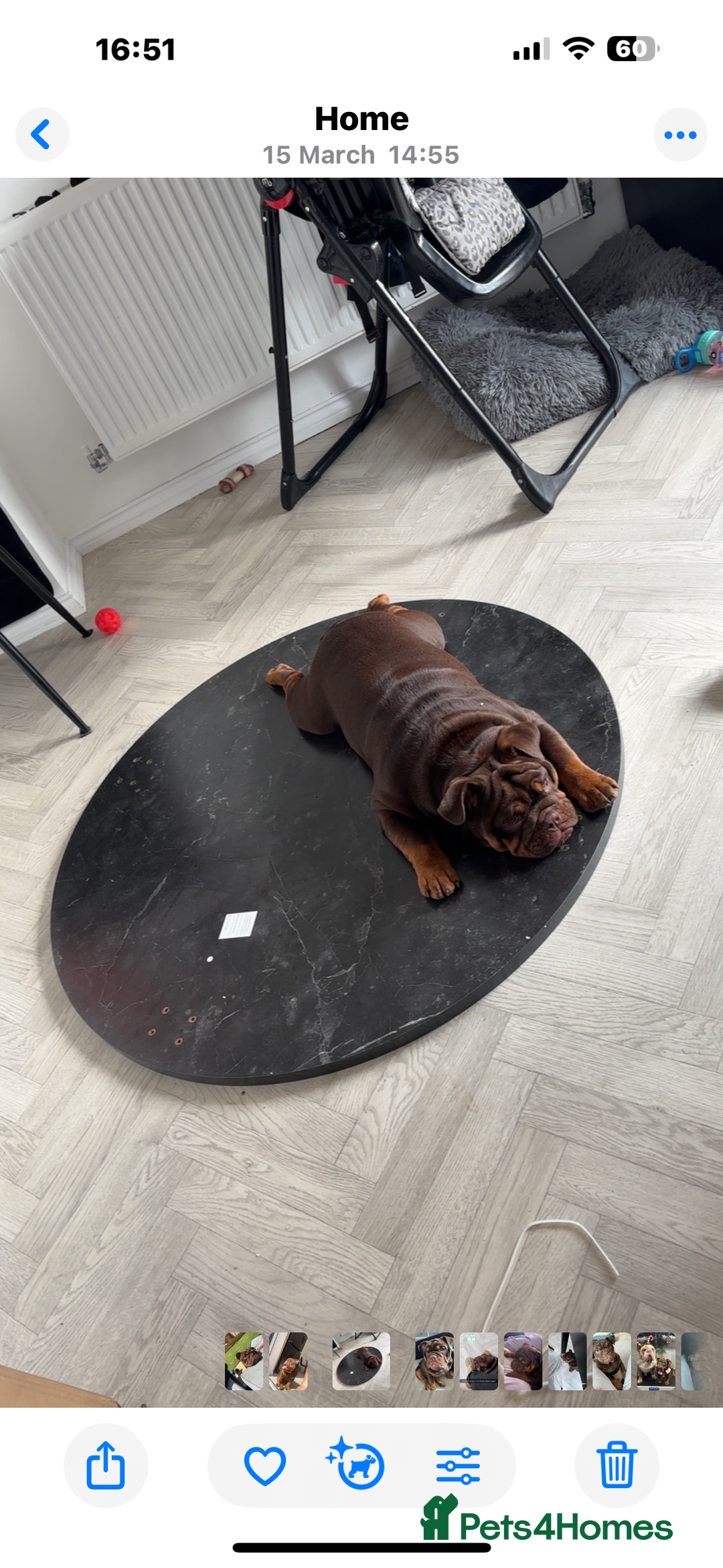 English Bulldog dogs for sale: Meet Bruce – Our Energetic 1-Year-Old Pup - Image 3