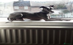 Italian Greyhound dogs for sale: Beautiful Italian greyhounds 07926562207 - Image 4