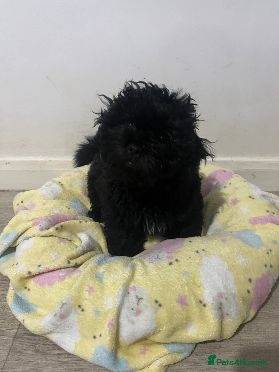 Mixed Breed dogs for sale: 2 male 3 female imperial shih tzu/bichon cross - Advert 5