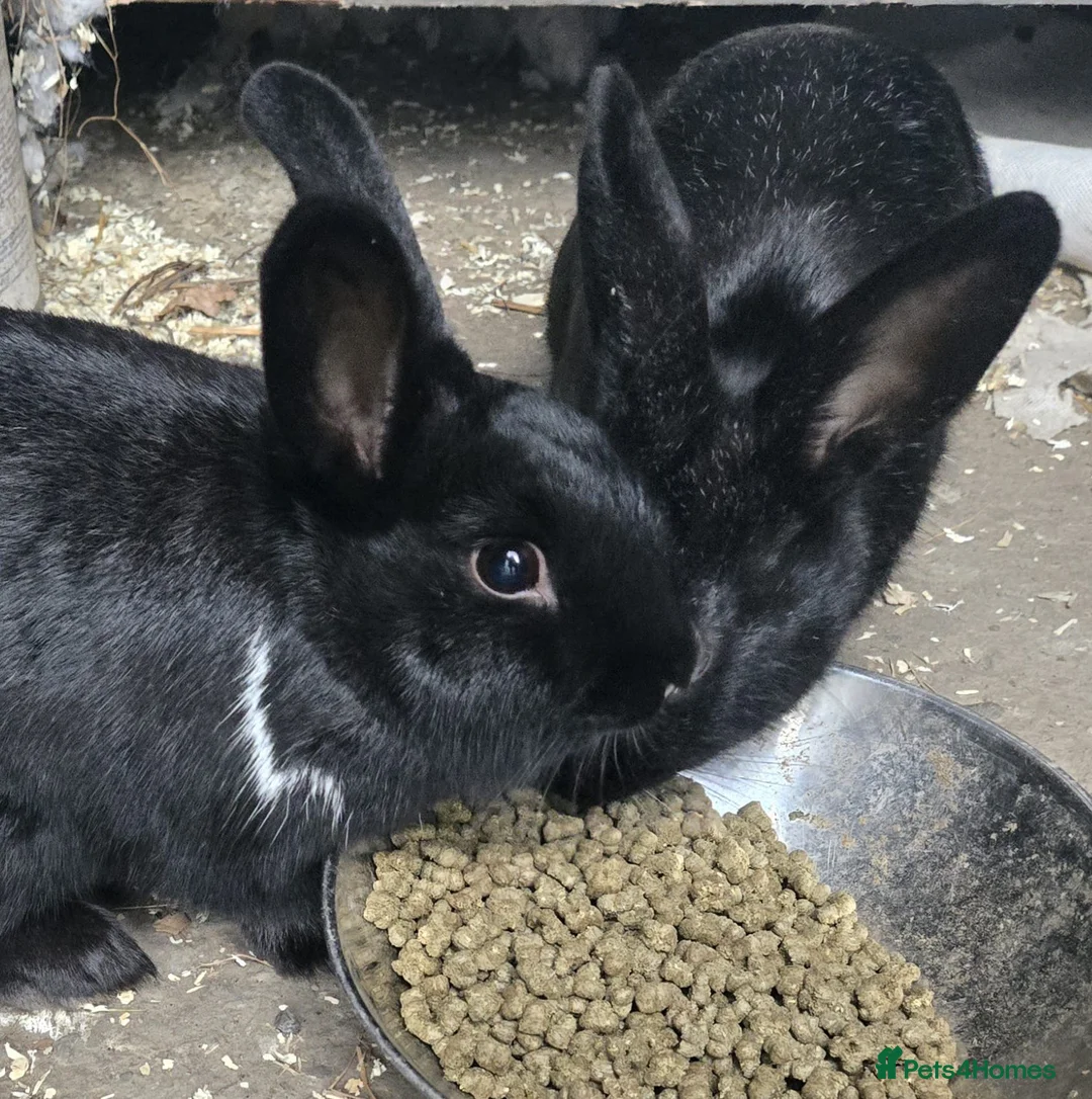 Mixed Breed rabbits for sale: 2 Mixed Breed Rabbits in Saint Helens - Advert 4
