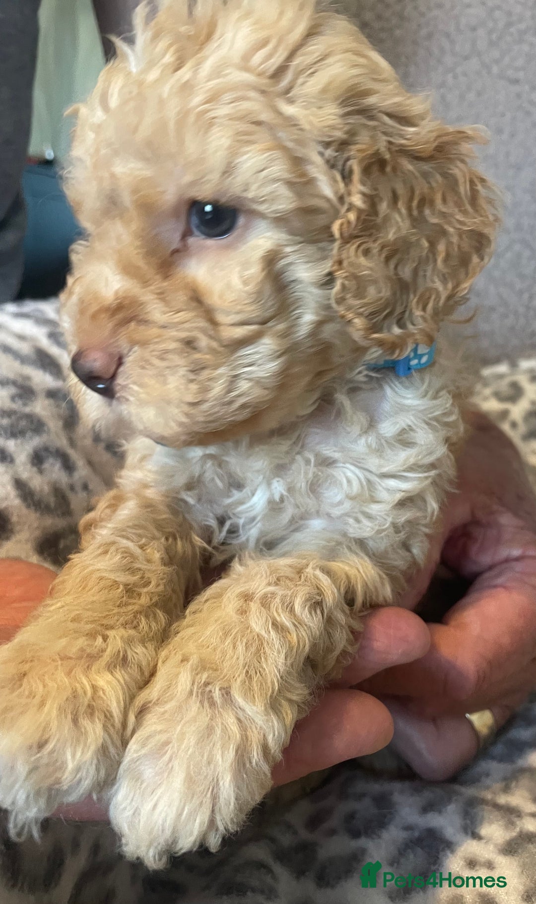 Cavapoo dogs for sale: Quality cavapoo puppies  - Image 16