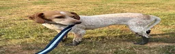 Mixed Breed dogs for adoption: 🍯 Honey: The Pocket Pointer in Maidstone - Advert 8