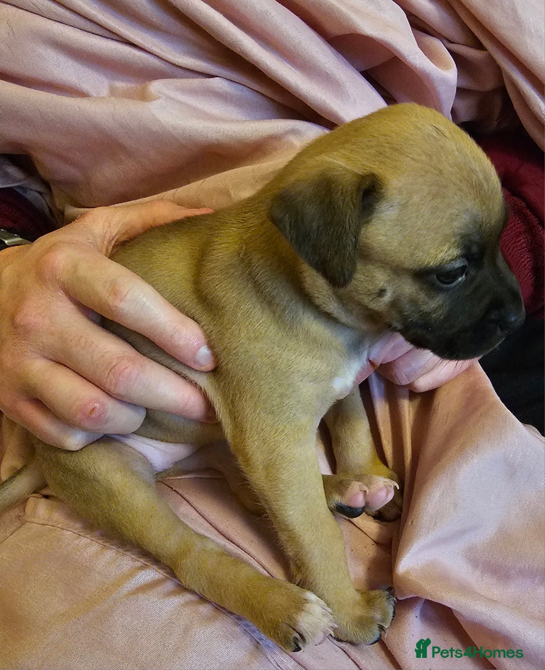 Bullmastiff dogs for sale: Bullmastiff puppies  - Image 8