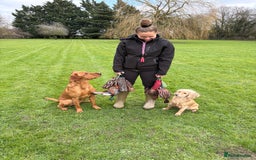 Labrador Retriever dogs for stud: Working KC reg Fox Red Labrador Retriever For Stud in Chelmsford - Image 9