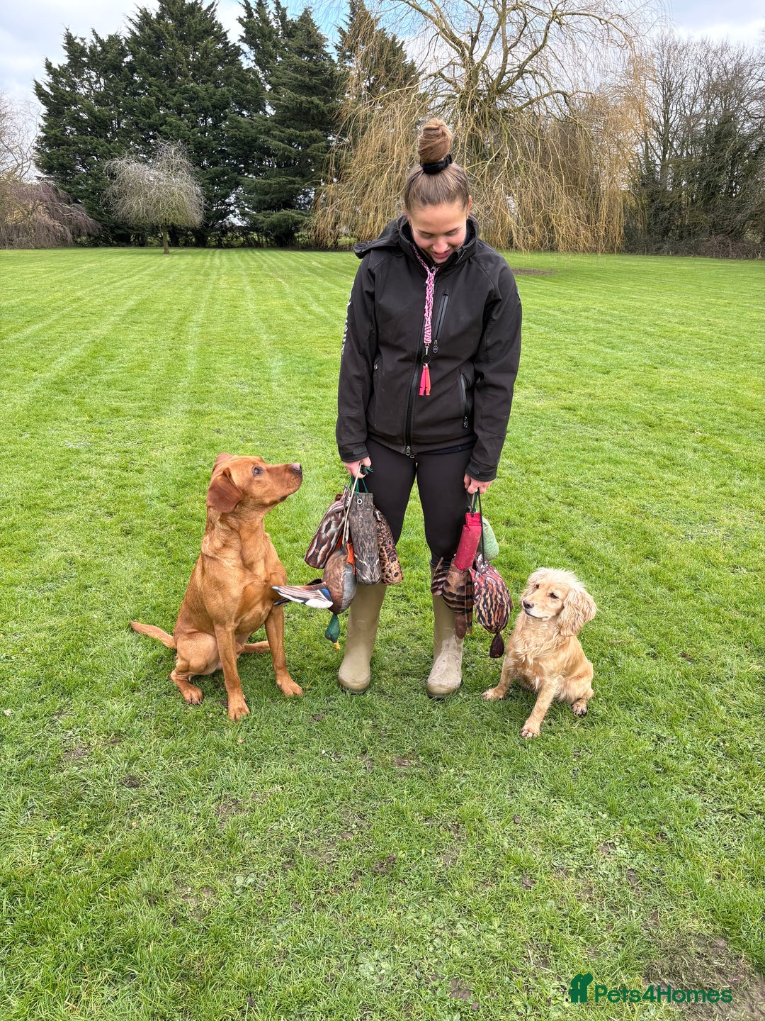 Labrador Retriever dogs for stud: Working KC reg Fox Red Labrador Retriever For Stud in Chelmsford - Image 9