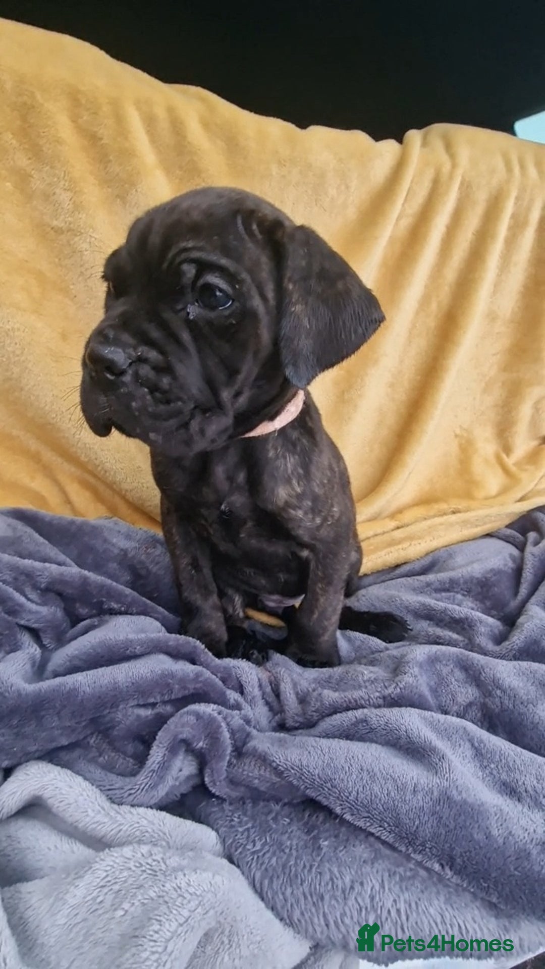 Mixed Breed dogs for sale: Cane Corso X Neapolitan Mastiff mix pups for sale - Advert 19