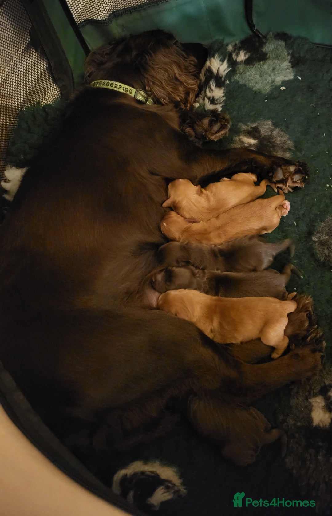Cocker Spaniel dogs for sale: Working Cocker Spaniel Pups - Advert 16