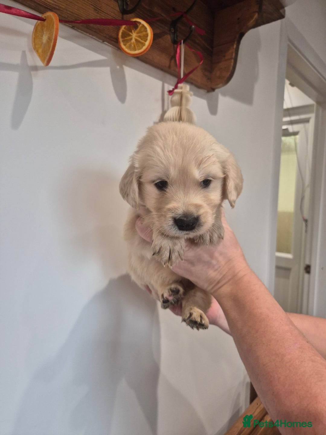 Golden Retriever dogs for sale: Golden Retriever Puppies - Advert 4