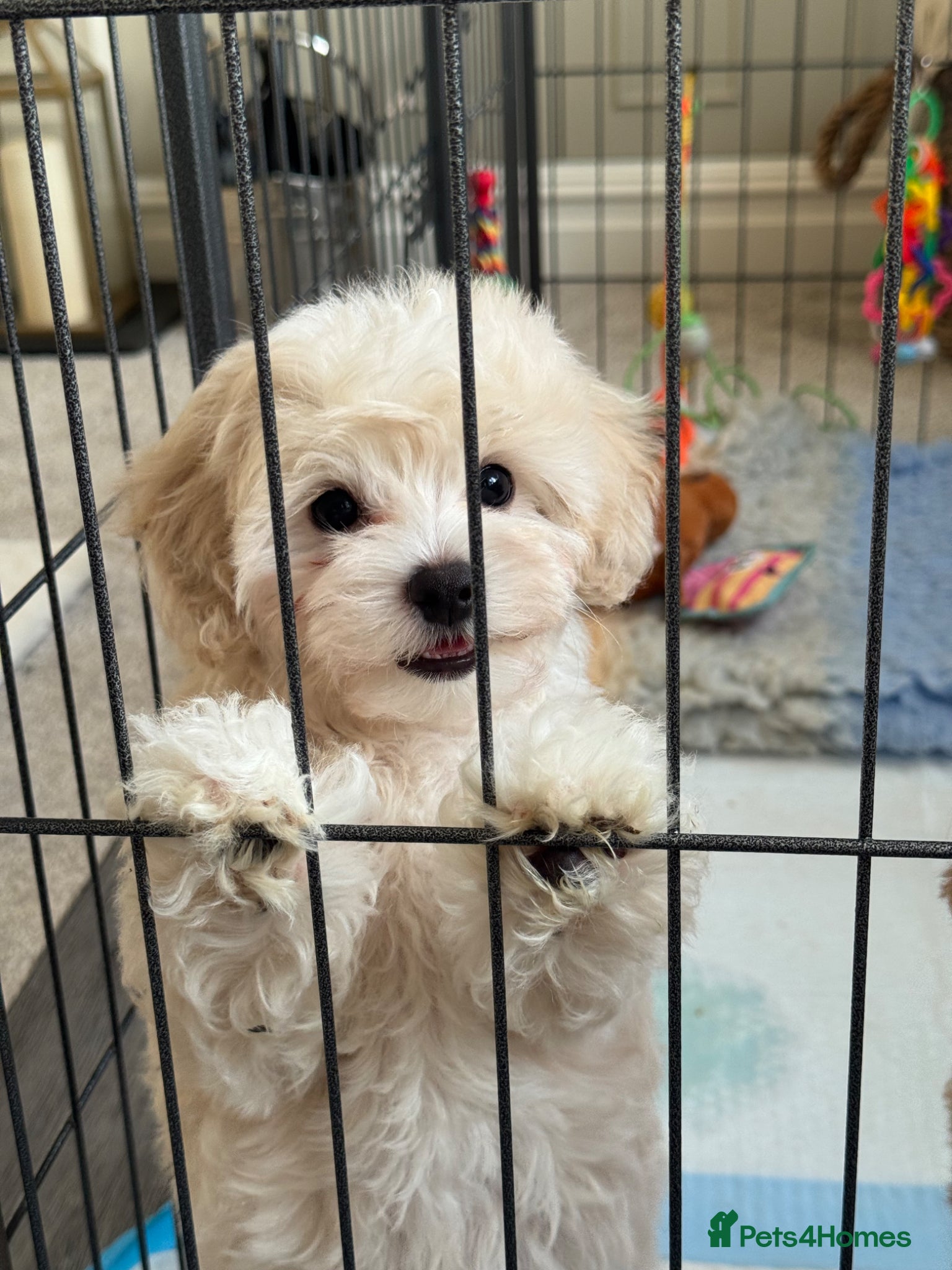 Maltipoo dogs 💗 Maltipoo Puppy – DNA Clear, Family Raised 💗 - Advert 17