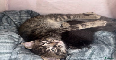 Mixed Breed cats - Advert 12