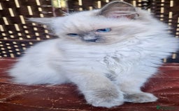 Ragdoll cats for sale: A Unique Ragdoll Kitten Waiting for a Loving home  - Image 8