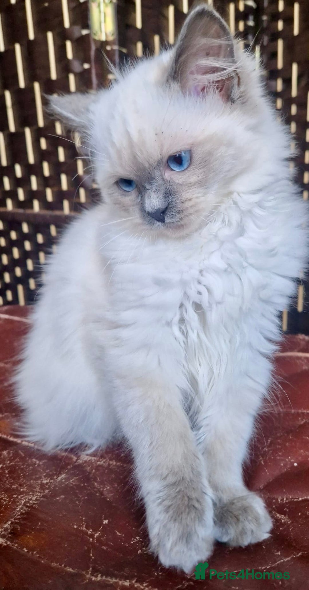Ragdoll cats for sale: A Unique Ragdoll Kitten Waiting for a Loving home  - Image 8