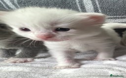 Ragdoll cats for sale: Stunning Ragdoll kittens super affectionate  - Image 4