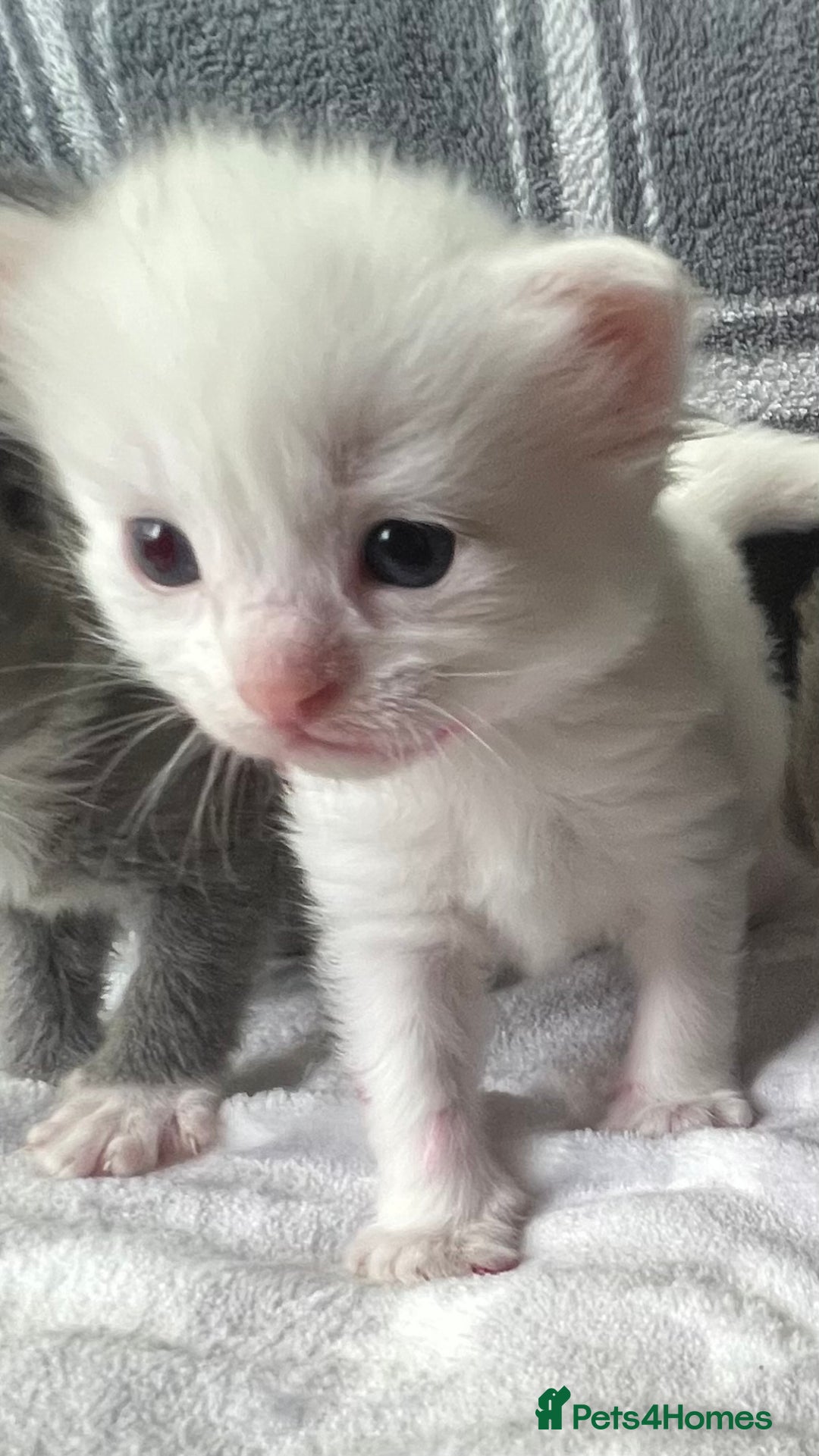 Ragdoll cats for sale: Stunning Ragdoll kittens super affectionate  - Image 4