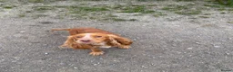 Cocker Spaniel dogs for sale: KC reg Cocker pups - Advert 12