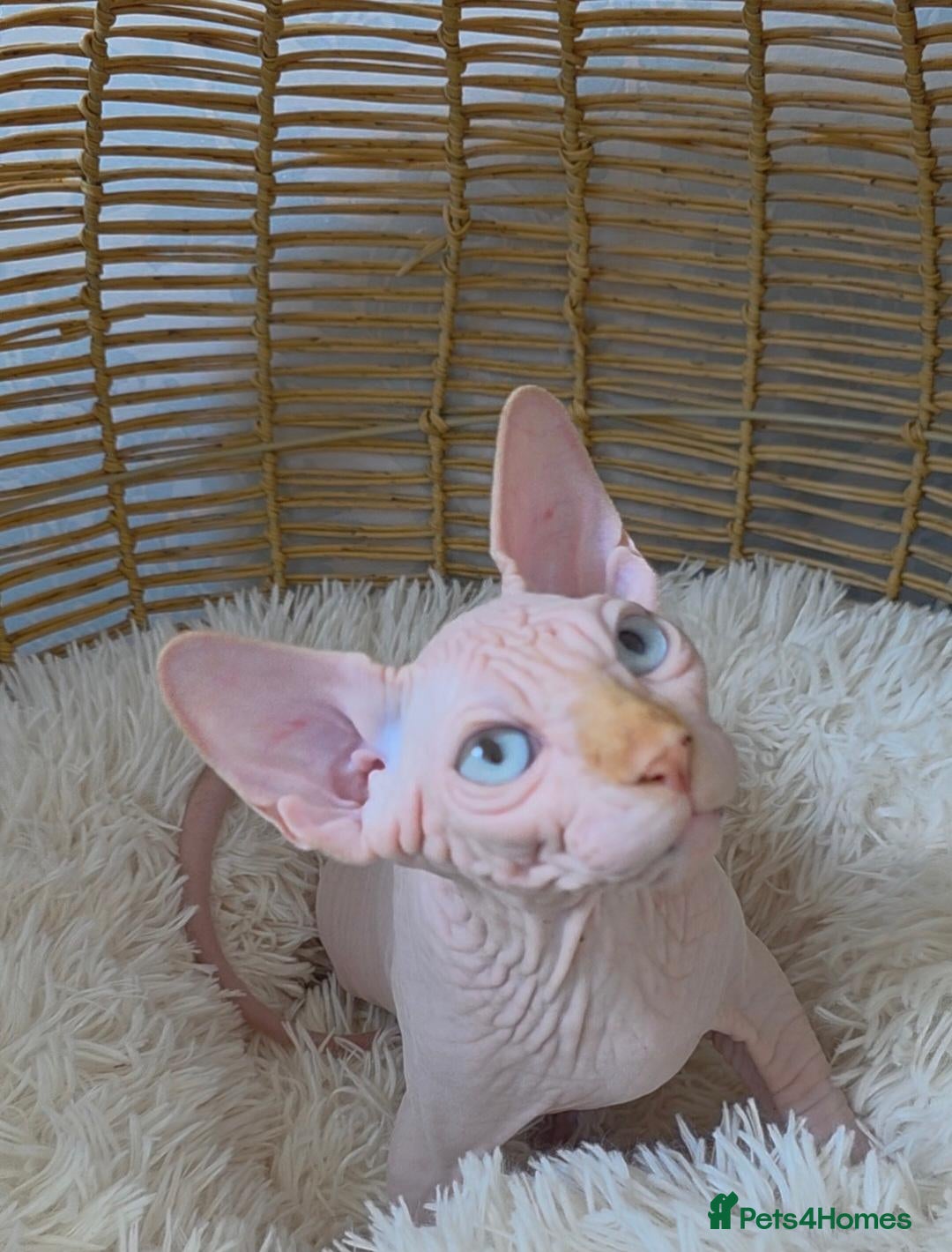 Sphynx cats for sale: 2 Stunning Sphynx Boys – Ready Now 💙 - Advert 1