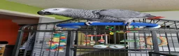 Parrots birds for sale: African grey - Advert 1