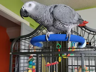 Parrots birds African grey - Advert 1
