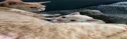 Devon Rex cats for sale: Ch lines Devon Rex - Advert 14