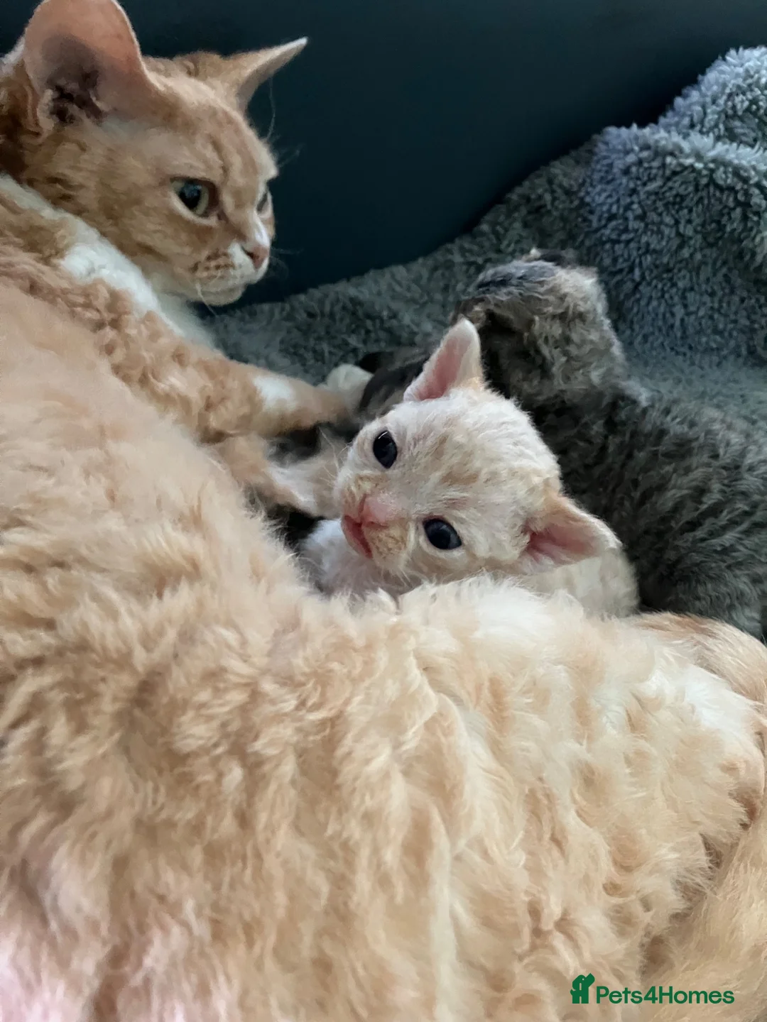 Devon Rex cats for sale: Ch lines Devon Rex - Advert 14