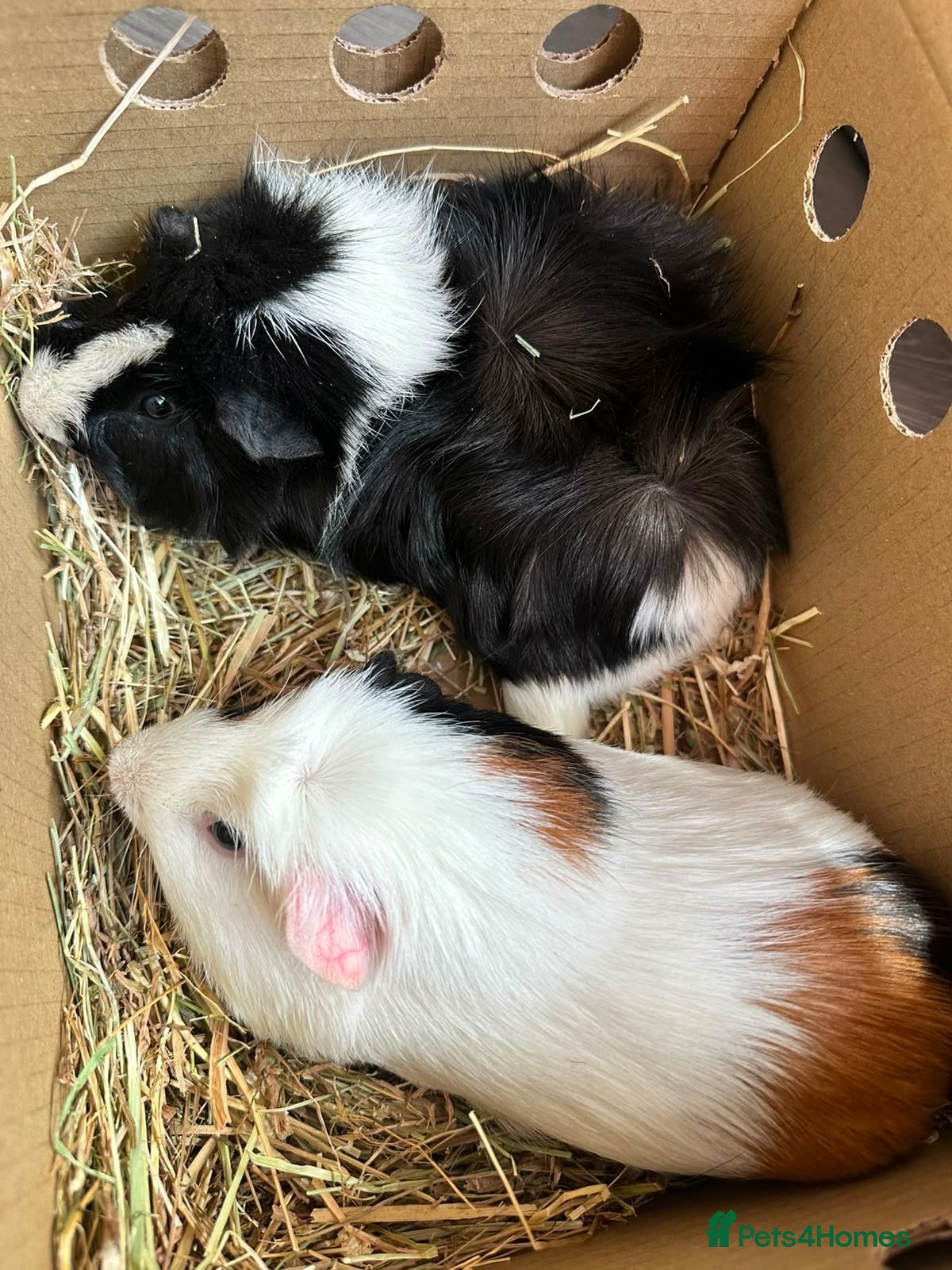 Guinea Pig rodents Ziggy and Zuko - Advert 1