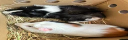 Guinea Pig rodents for sale: Ziggy and Zuko in London - Advert 1