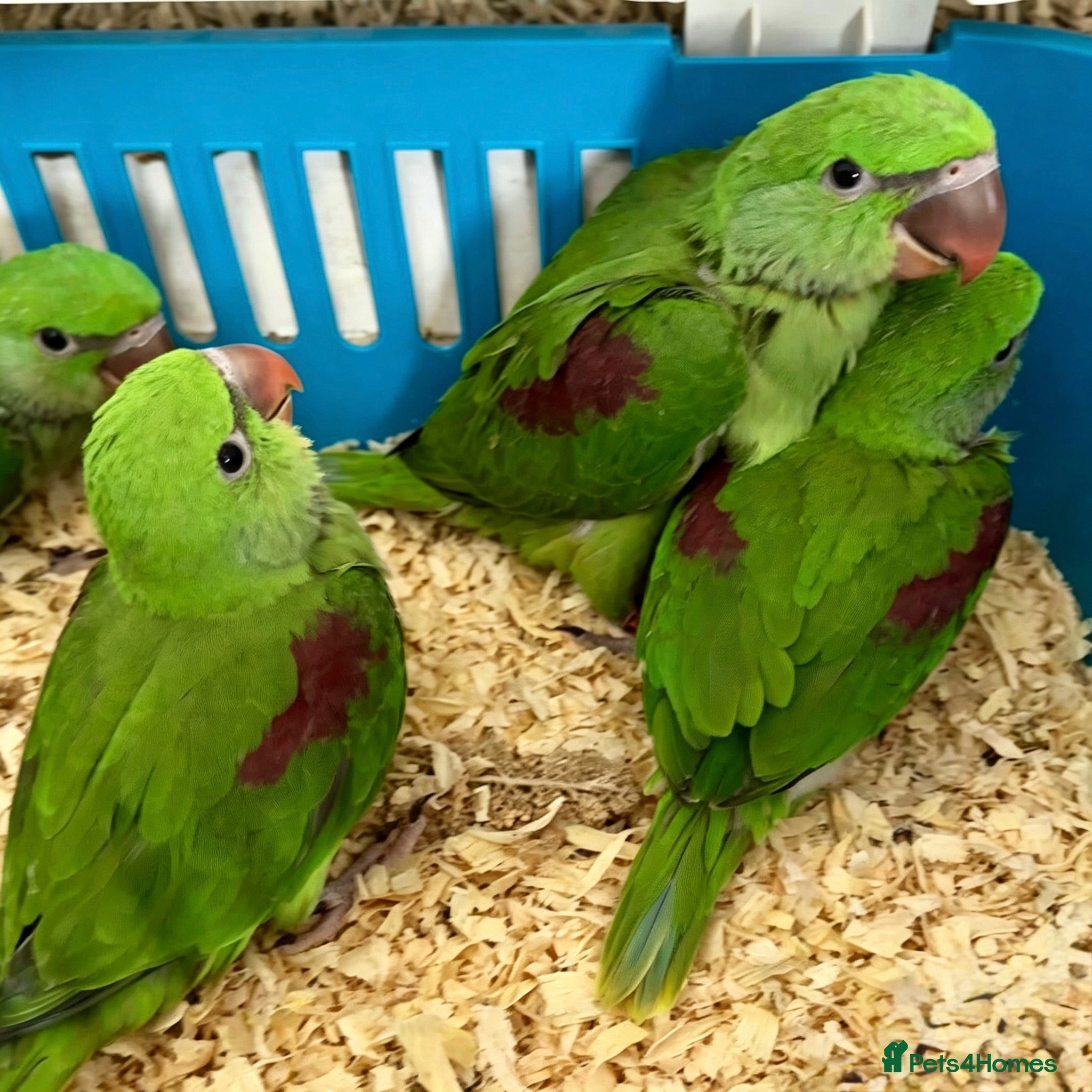 Parrots birds Hand Reared Tame talking. Baby Alexandrian Parrots - Advert 1
