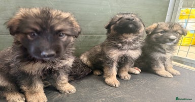 Mixed Breed dogs - Advert 16