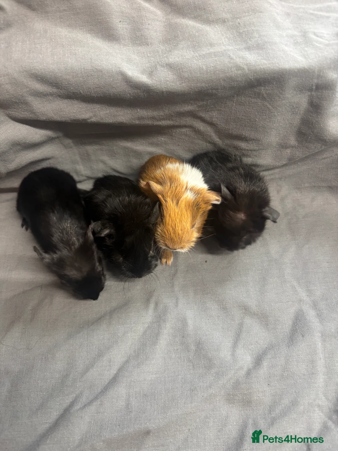 Guinea Pig rodents for sale: Girls ready now  - Advert 12