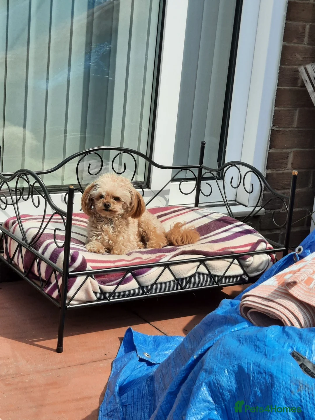 Chipoo dogs for sale: Chipoo male for rehoming. in Washington - Advert 3