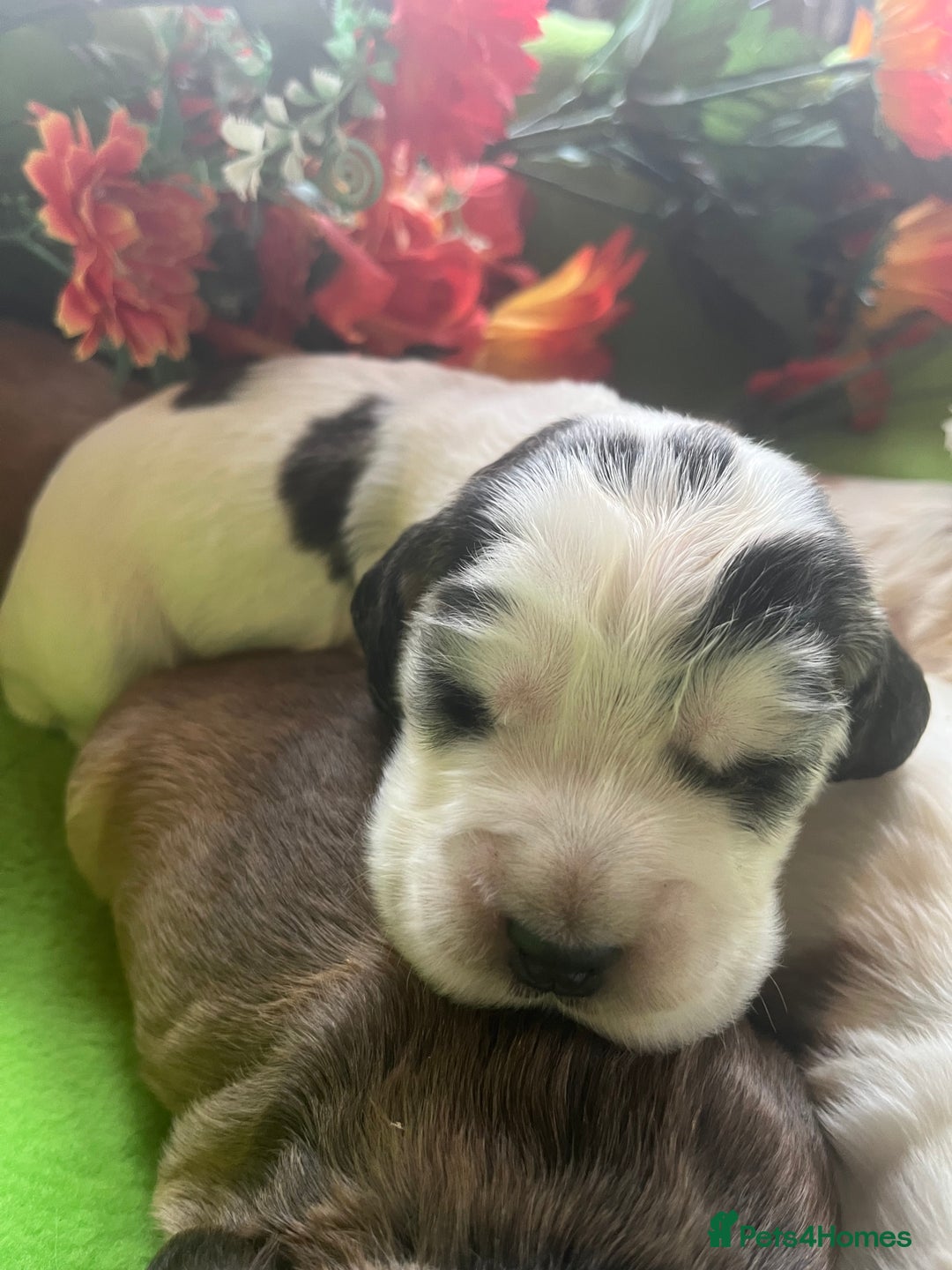 Cocker Spaniel dogs for sale: Exceptional KC registered Show Cocker Spaniels  - Image 7