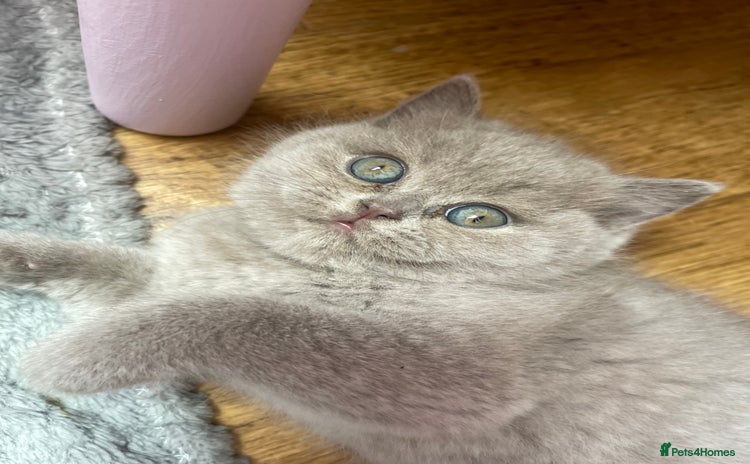 British Shorthair cats - Advert 1